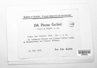 Phoma carlieri image